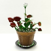 Venus flytrap in a pot