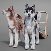Dog team: Huskies, sled, pulka.