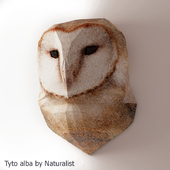 Tyto alba by Naturalist