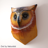 Owl by Naturalist