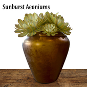 Sunburst Aeoniums