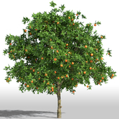 Апельсиновое дерево / Orange tree