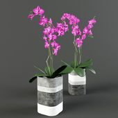 Орхидеи в бетонных вазах MONOQI