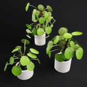 Pilea Peperomioides - Chinese money plant