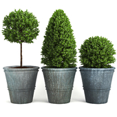 Buxus_two