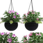 HANGING BASKET