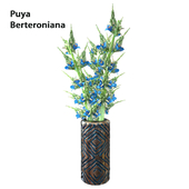 Puya Berteroniana