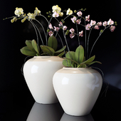 potterybarn, Orchid