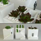 Decorative qube vases With Cactus plant