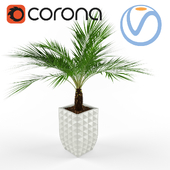 Пальма Palm Corona Vray