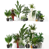 Plants Collection