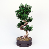 Ficus_microcarpa