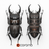 Beetle in a frame (Dorcus intermedius)