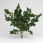 GARDEN TREE