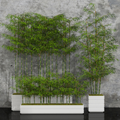 Potted bamboo 01