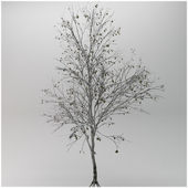 Tree betula utilis winter