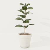 Ficus plant