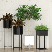 Potted plants 10