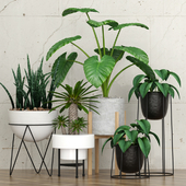 Potted plants 09