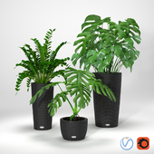 Группа тропических растений в плетеных кашпо – Group of tropical plants in wicker pots