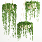 String Of Pearls Plant 1