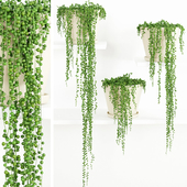 String Of Pearls Plant 2