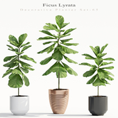 Ficus Lyrata (Plant 65)