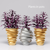 Plants in pots. Gold & Silver, luxury, flower, pot, flowerpot, gold, silver, luxury, flower