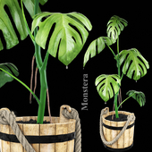 Monstera in a wooden tub