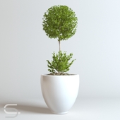Plant CEDE 01