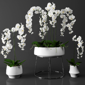 Orchid (phalaenopsis) set