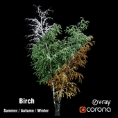 Birch / summer / fall / winter