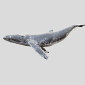 Gray_whale