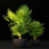 Palm tree in a pot