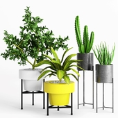 Plants and Planters _ 3