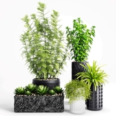 Plants and Planters _ 5