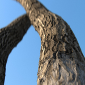 Материал коры дерева (фотограмметрия)