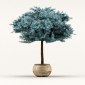 Globosa colorado blue spruce