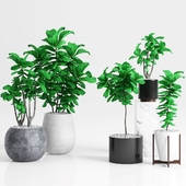 Plants and Planters _6 (Ficus lyrata)
