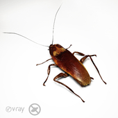 Valera Cockroach