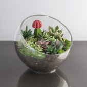 Succulents in glass bowl