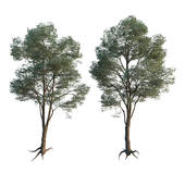 Common Tree model 1