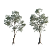 Common Tree model 2