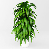 plant, houseplant
