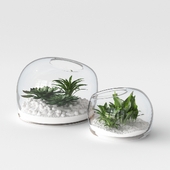 Organic Form Terrariums