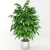 Plant, houseplant