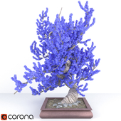 Bonsai