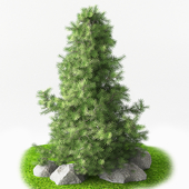 Juniperus pyramidal