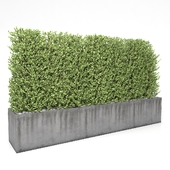 Boxwood - hedge