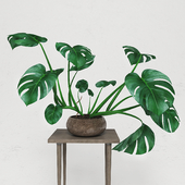 Monstera